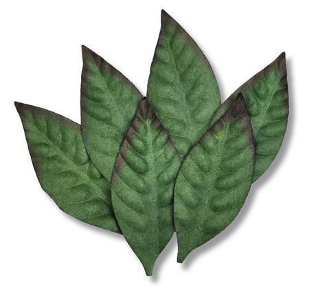 MANGOLEAF 70x32mm