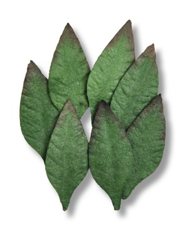 SMALL MANGOLEAF  25x10mm