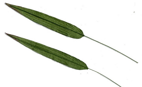 BAMBOO LEAF  85x13mm