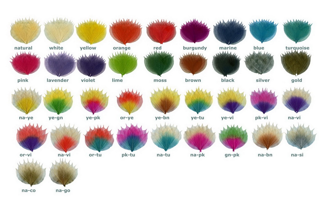 Colour chart for skeletonized leaves