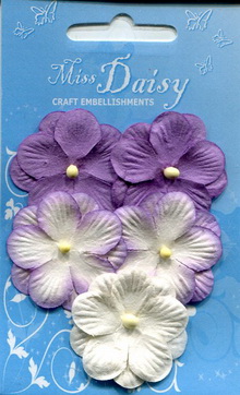 Pansies set violet