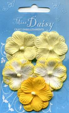 Pansies set yellow