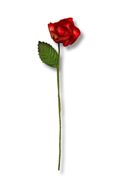 STEMMED ROSE  22x60mm  semiopen